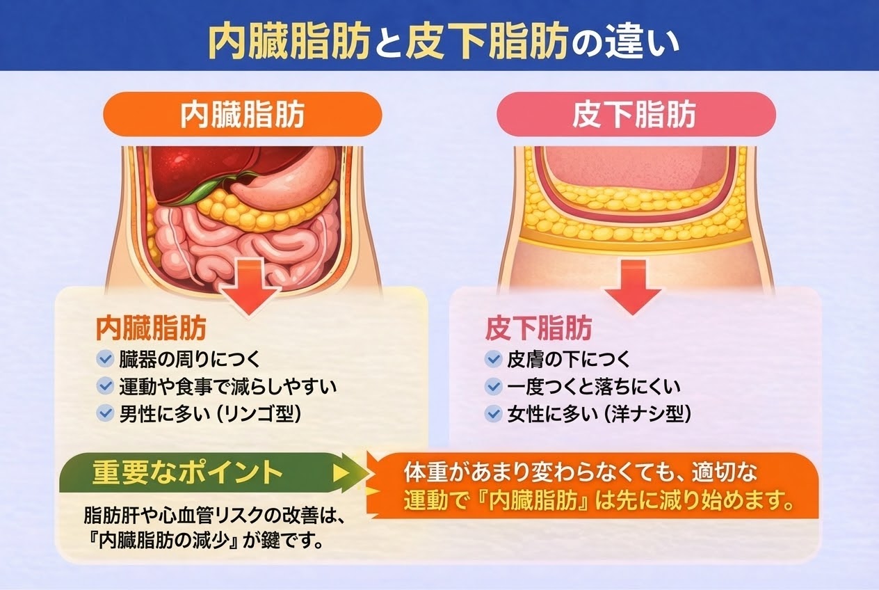 内臓脂肪と皮下脂肪の違い。運動で先に落ちるのは内臓脂肪である解説図