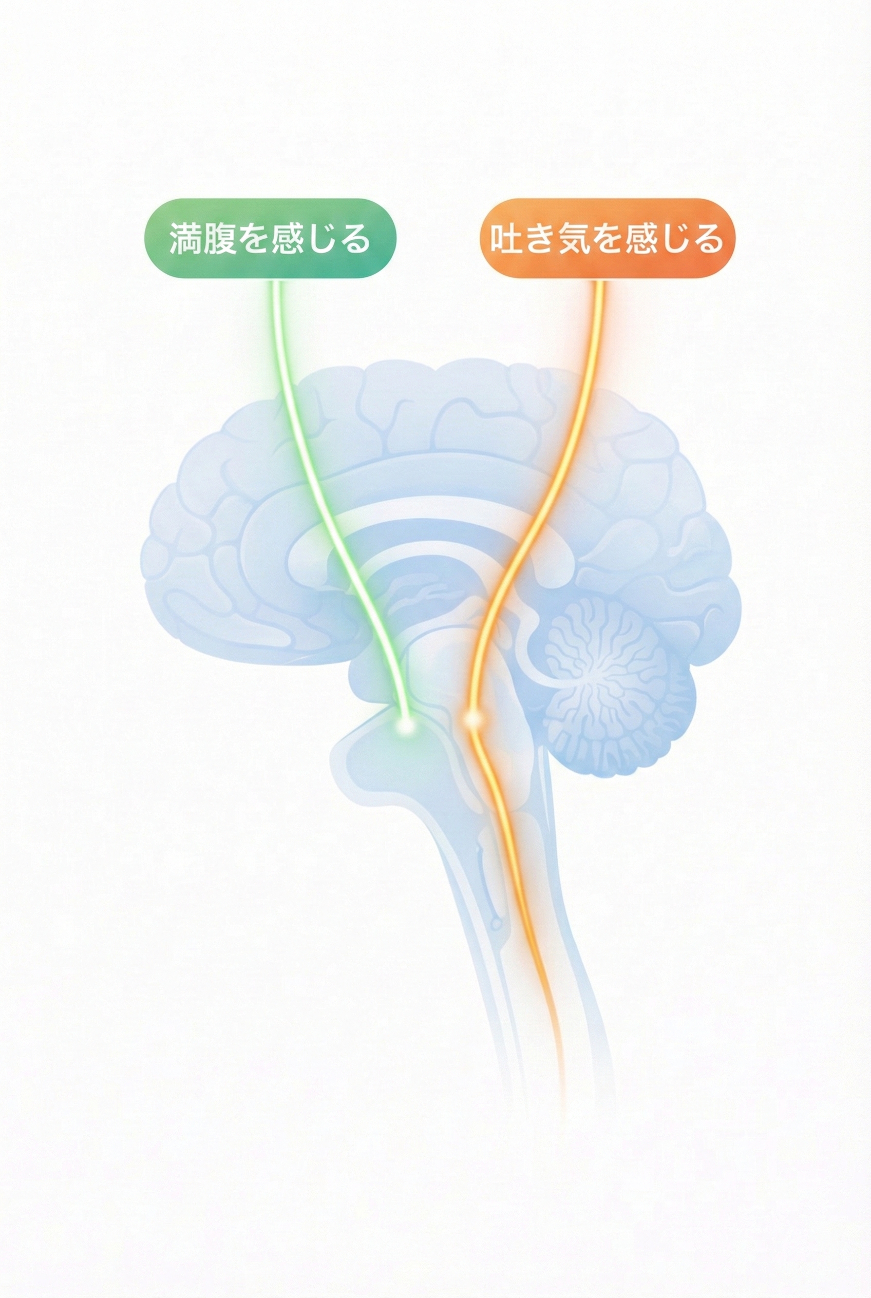 【JCI 2026】満腹感と吐き気の神経回路が分離している図解