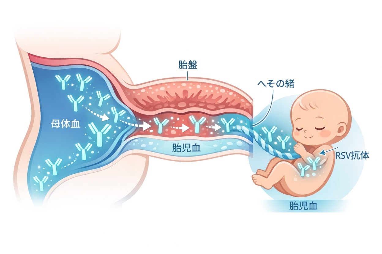 母体から赤ちゃんへの抗体移行のイメージ図：アブリスボ接種後に生成されたIgG抗体が胎盤を通じて胎児に移行する仕組み